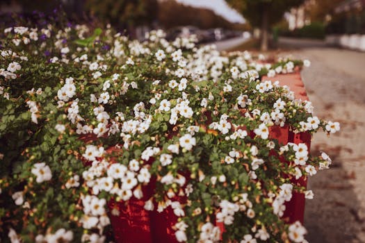 Bacopa Monnieri plant