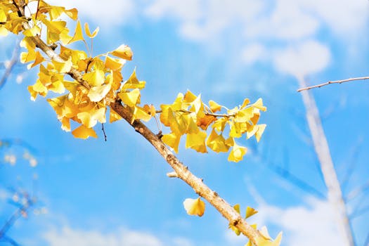 ginkgo biloba leaves in nature