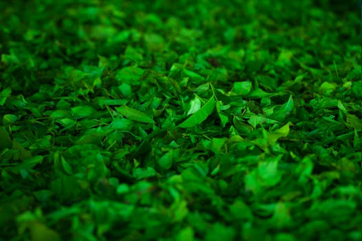 herbal tea with ginkgo leaves